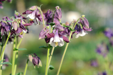 Blue bell flower among green vegetation in spring