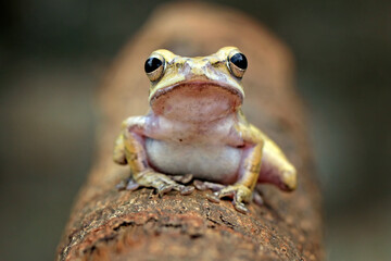 striped tree frog, yellow tree frog on the branch
