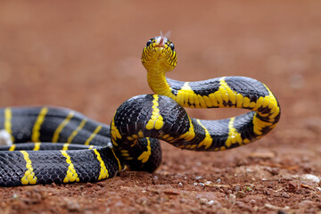 boiga dendrophila, ring gold snakes