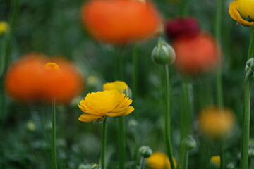 Growing flowers in a greenhouse with a certain temperature. Bright color of the petals.