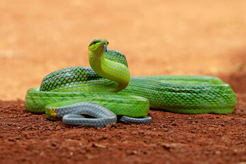 Obraz premium gonyosoma oxycephalum, green rat snakes