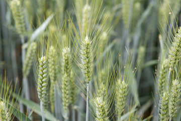 cereal plant as a macro