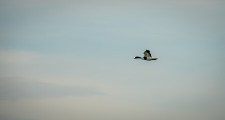 Fototapeta na wymiar Ducks flying in the blue sky