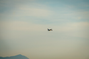 Ducks flying in the blue sky