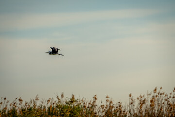 Heron flying in the blue sky