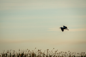 Heron flying in the blue sky