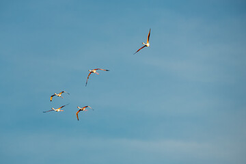 Flamingos flying in the blue sky