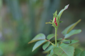 bud of a red rose