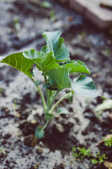 close-up of cauliflower plant outdoor