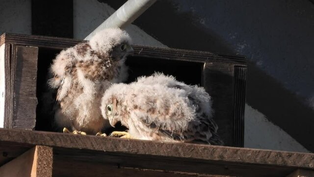 Turmfalke (Falco tinnunculus) 