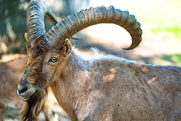 Kuban Tur in zoo aviary. Close-up. cloven-hoofed wild animals in captivity.