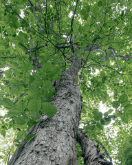 Fototapeta premium 野幌森林公園のオヒョウ（Manchurian Elm in Nopporo Forest Park）