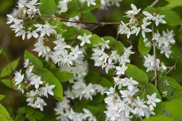 ヒメウツギの花