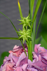 Fototapeta premium bizarre carex grayi flowering plant in full sun garden