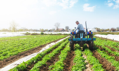 A farmer on a tractor loosens the soil and removes weeds on a potato plantation. Improving air...