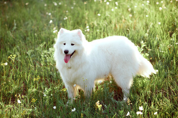 Cute white Samoyed dog in the park