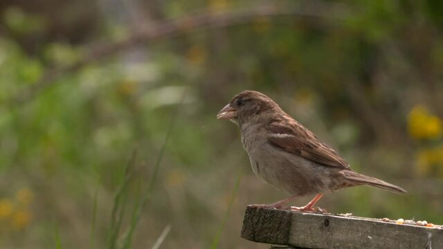 House sparrow flying from bird table in Scotland, slow motion