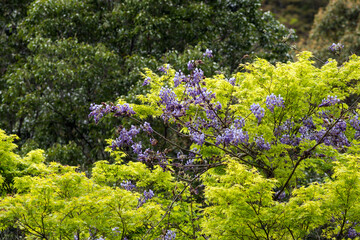 カエデの新緑とヤマフジの花