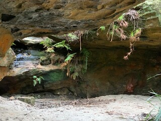 caves with ferns and plants in a forest