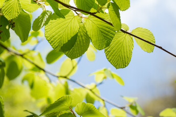 空の下のトサミズキの新緑