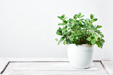Fresh mint leaves in a pot.