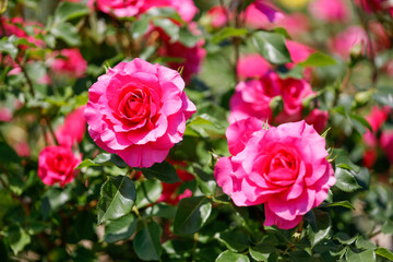 薔薇園に咲くピンクが美しい日本原産の薔薇「うらら」