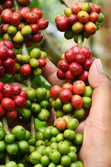 Coffee beans ripening on a tree                               