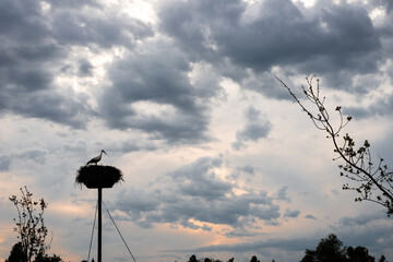 storks in the nest