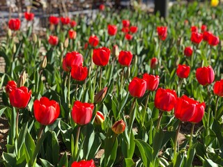 red tulips in the garden