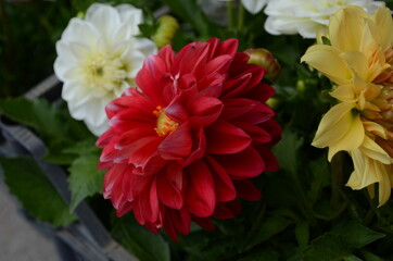 Obraz premium colorful of dahlia flower in Beautiful garden.