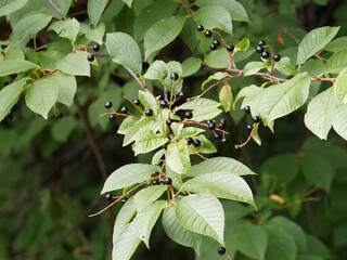(Prunus padus) Schöner Zierbaum mit kleine Trauben von glänzenden schwarzen Beeren aus Gewöhnliche Traubenkirsche
