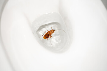 Huge cockroach in the toilet. Insect pests in the house. Get rid of cockroaches.