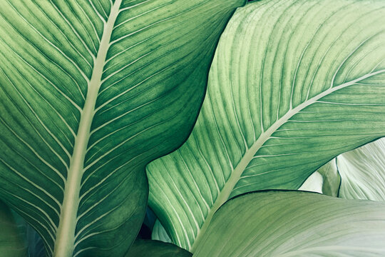 Abstract tropical green leaves pattern, lush foliage houseplant Dumb cane or Dieffenbachia the tropic plant..