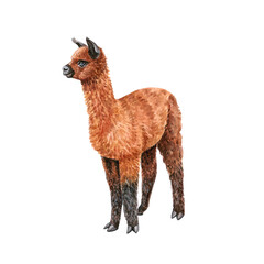 Watercolor illustration of a funny llama alpaca Hand made character. Portrait cute lama isolated on white background. Watercolor hand-drawn illustration.  © Valeria