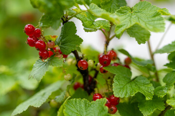 Johannisbeere am Strauch