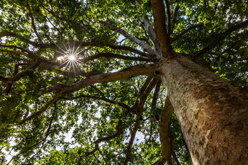 Plane tree in Jardin des plantes in Paris. This tree was designated a remarkable tree because of its age (235 years)