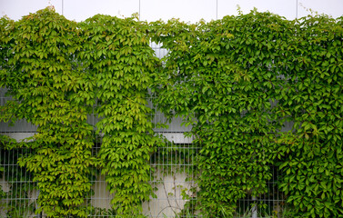 parthenocissus quinquefolia climber Young shoots and buds are reddish. They are green in season,...
