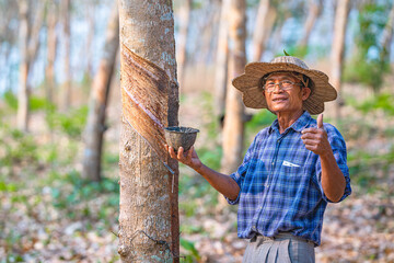 Asian farmer with cups of latex rubber tree in rubber plantation