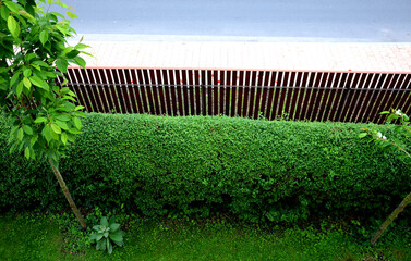 view from the window of the house on the green trimmed hedge and ornamental cherry next to a wooden...