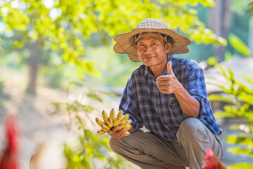 Asian farmer holding banana in agriculture fruit garden