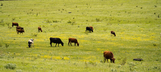 Brown, white and black cows grazing on a green field in sunny day near the farm