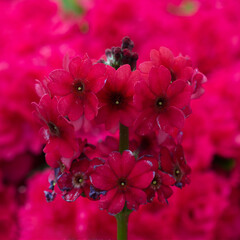 Japanese Primrose. Red flowers isolated on red blurred background. 