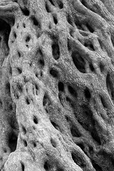 B&W 1000 years old olive tree lace