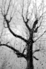 B&W late autumn tree behind the rainy window