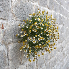 True Impossibility - Chamomile flower on the stone wall