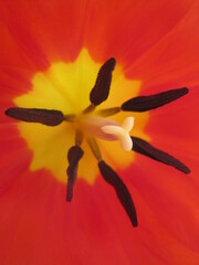 Tulip - micro origin of macro life