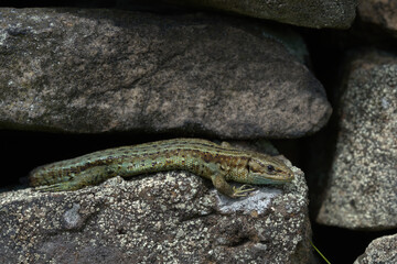 Common Lizard ,Viviparous lizard on a dry stone wall