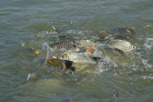 The merit by feeding fish in the pond causing many Java Barb (Silver Barb) are scrambling to eat food making splash water..