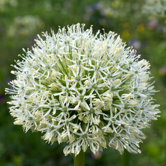 Echinops bannaticus white. Close up of a white flower. 