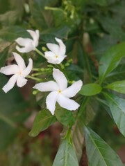 White flowers